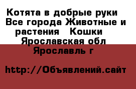 Котята в добрые руки - Все города Животные и растения » Кошки   . Ярославская обл.,Ярославль г.